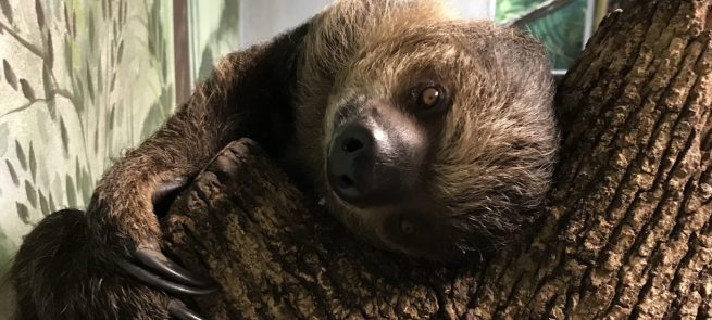 Mid-Atlantic: Treat Your Family to a Sloth Encounter – Mid-Atlantic Traveler
